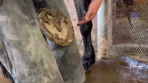 WORK HORSE gets Hooves Treated-1