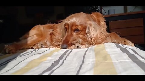 dogshow golden, shorts