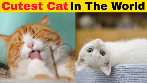 Cutest And Funny Cat In The World | Show Cute Cat | Cute Cat Lover