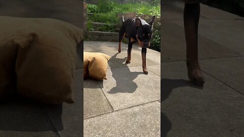 Cute dog goes for a. Walk #shorts #short #viral #trending