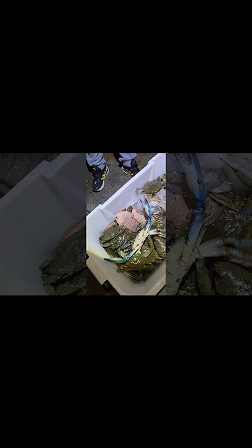 Blue Crab F'ed me up ALMOST!😅😅