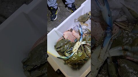 Blue Crab F'ed me up ALMOST!😅😅