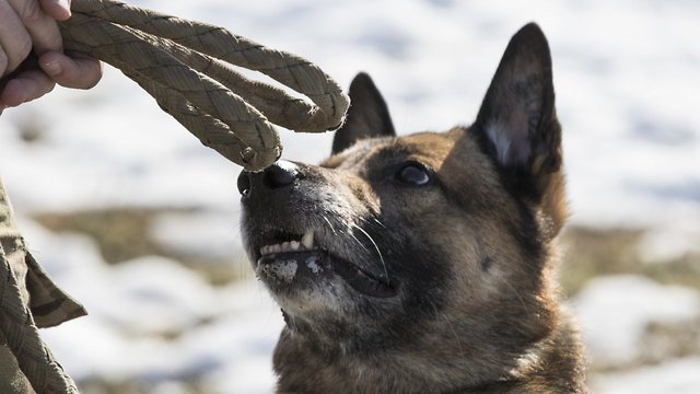 Defense Department Report Says Former US Army Dogs Were Mistreated