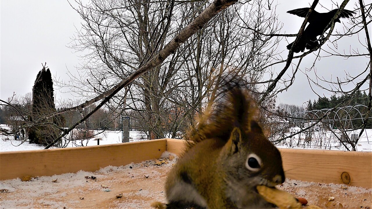 Talking crow greets squirrel with a friendly "hello" at bird feeder