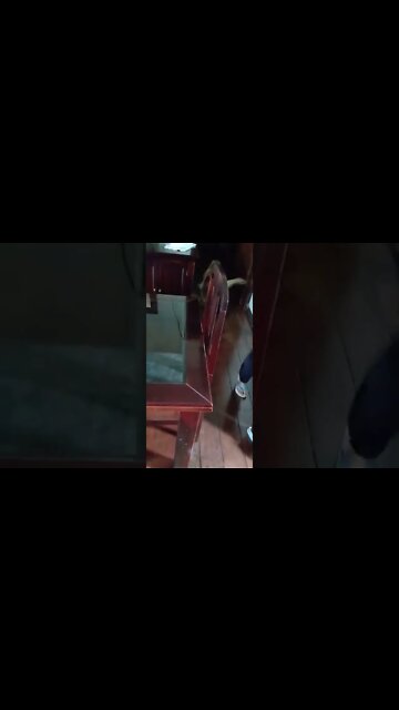 #dogshow , #animals , #dogs , #shorts