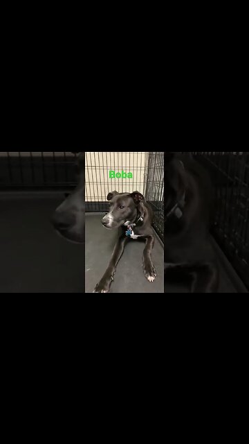[Shorts 0046] BOBA [#dogs #doggos #doggies #puppies #dogdaycare]