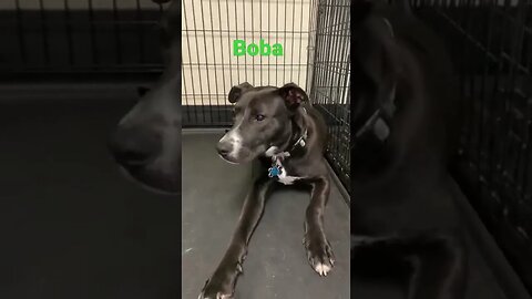 [Shorts 0046] BOBA [#dogs #doggos #doggies #puppies #dogdaycare]