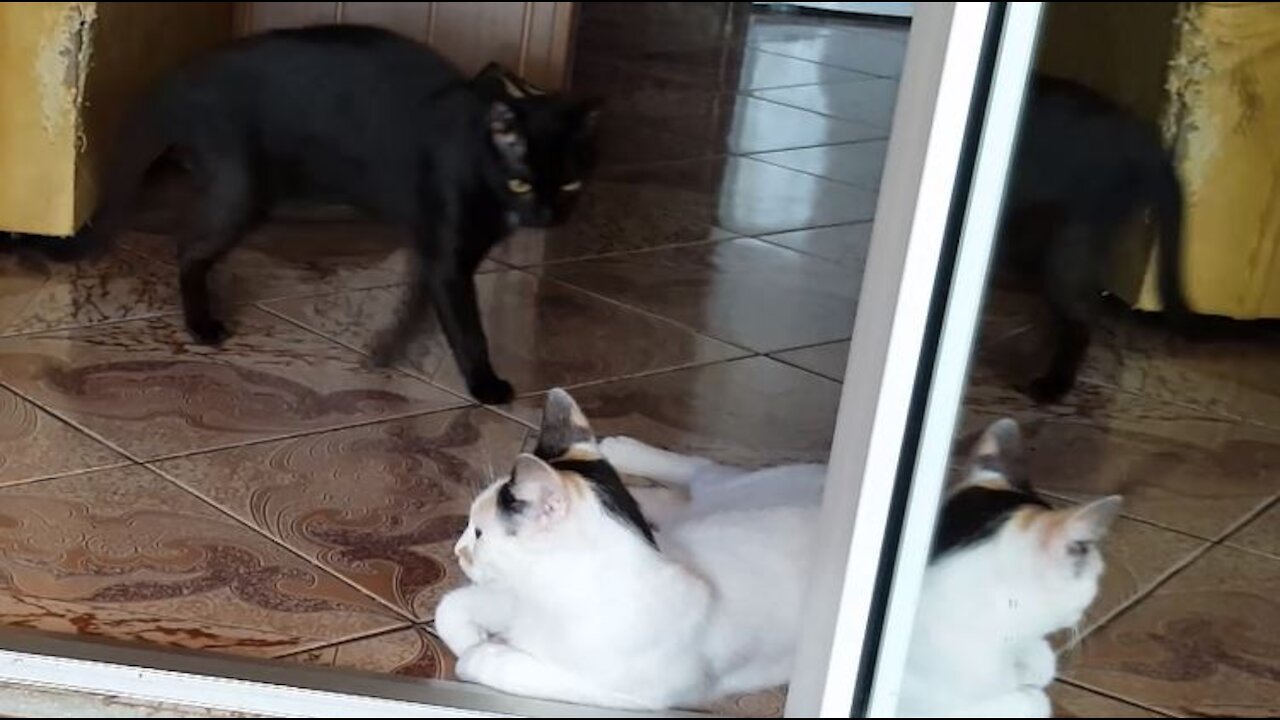 Cats from hell! Don't bite my tail!