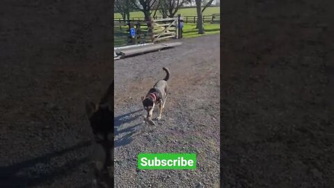 Shop Dog Playing #shorts #shopdog #rotsky #husky #rottweiler #puppy