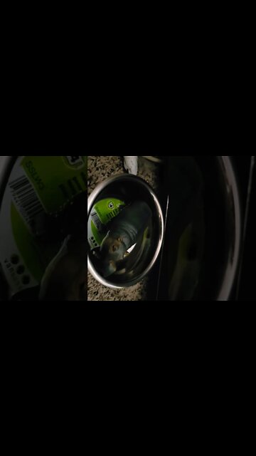 Canadian House hippo Caught on camera in Hapton Roads