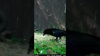 Blackbird 🐦gettin` his sup🥣sup🥣on #cute #funny #animal #nature #wildlife #trailcam #farm #homestead