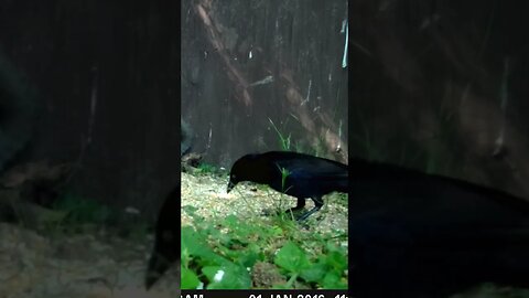 Blackbird 🐦gettin` his sup🥣sup🥣on #cute #funny #animal #nature #wildlife #trailcam #farm #homestead