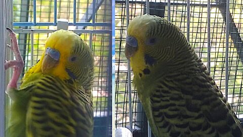 A cheerful day when alone an English Budgie bird