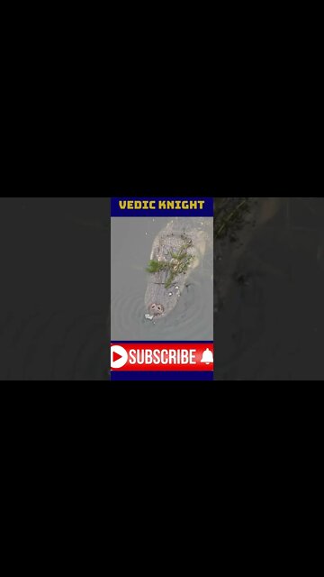 gator roars like a lion