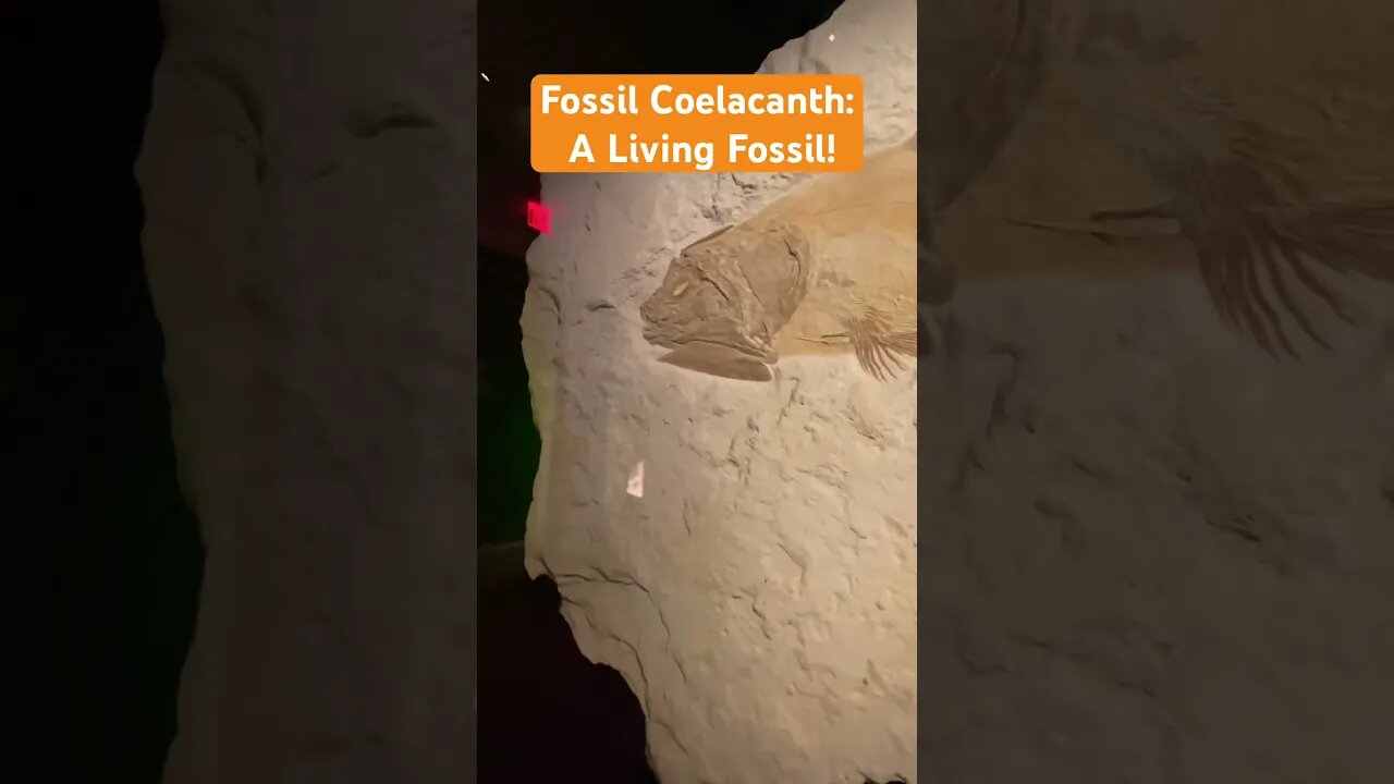 Coelacanth Living Fossil! #viral #fossil #houston #museum #coelacanth #usa #jurassic #germany