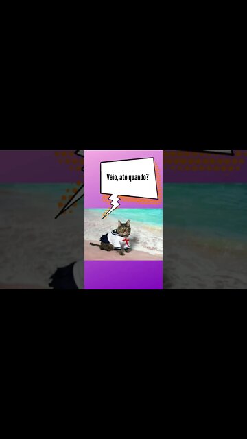 Gatos e seus memes! - some meme are funny! - #shorts