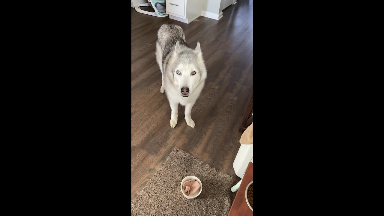 Stubborn husky refuses to eat food with pill in it