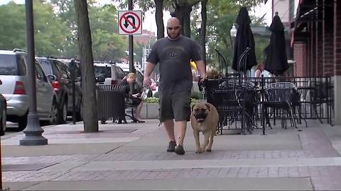 Ask Dr. Nandi: The health benefits of walking your dog