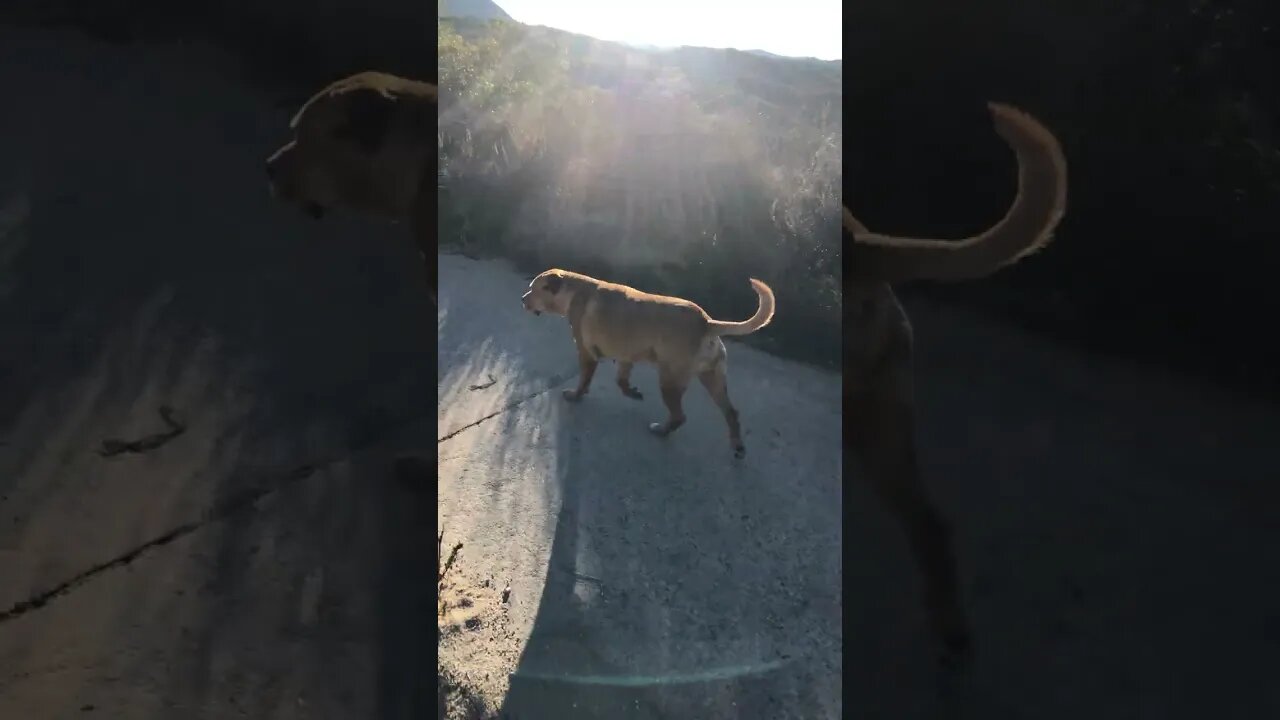 The Always Happy Go Lucky Rescue Mutt Loves Going On Walks.