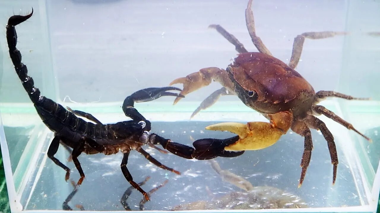 Crab vs Scorpion Underwater - Caranguejo vs Escorpião😨😨😨fighting