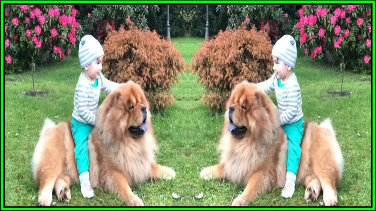 Antonio & Gucci BEST Friend - AwwAnimalsTV
