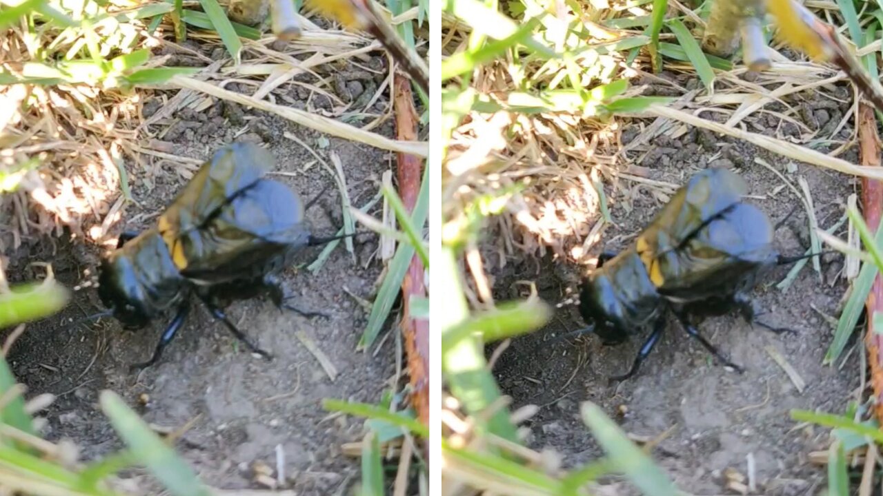 the guy filmed how the cricket sings🪲🐞🦗🪳