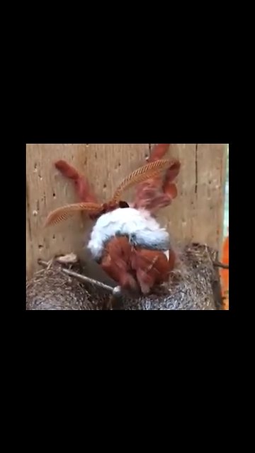 This Emperor Gum Moth is actually beautiful