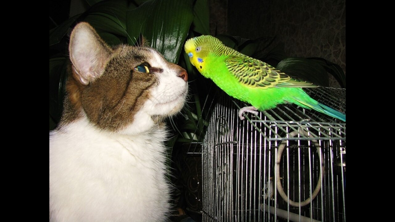 Very nice...) The cat hid a parrot under him