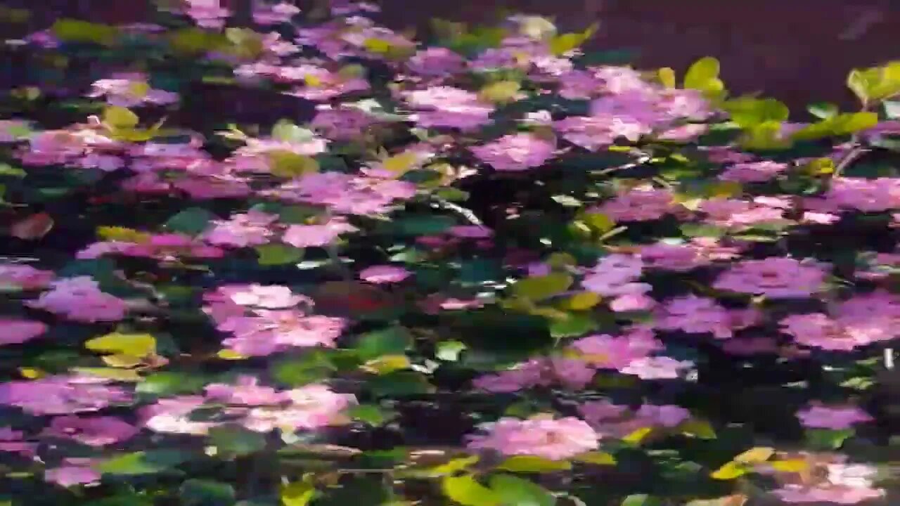 happy Easter here's some flowers🐇💚🐇