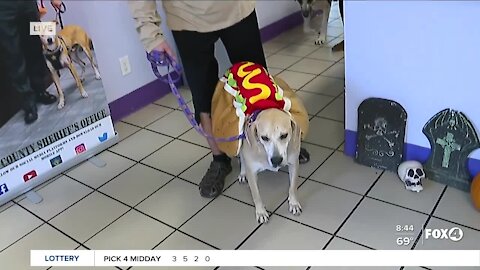 Halloween costume contest with Pets of the Week at GCHS