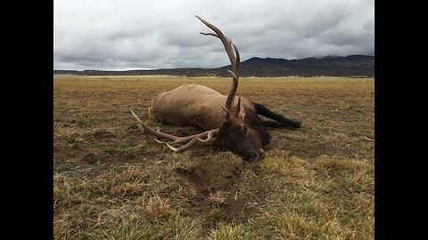 6x7 Bull Elk Trips on Fence and Dies