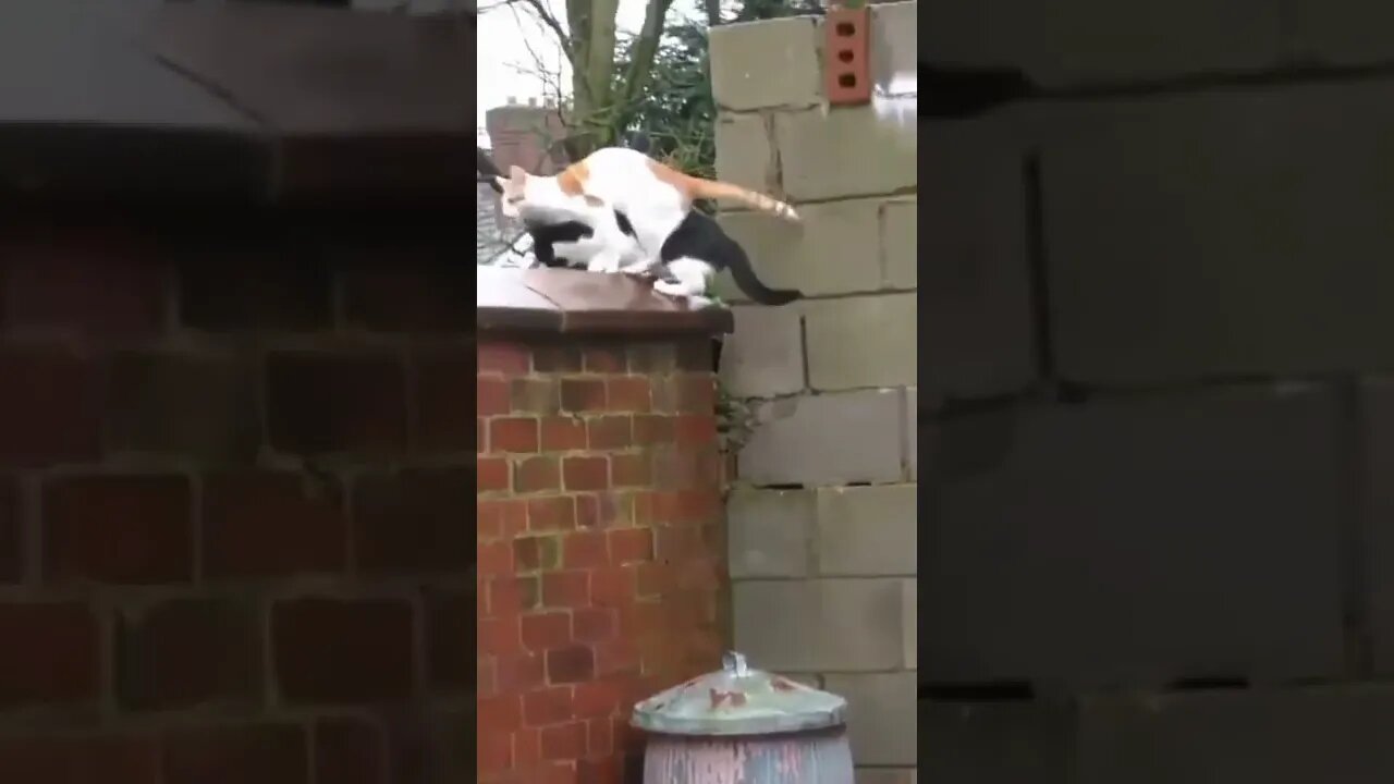 Actually kinda impressive