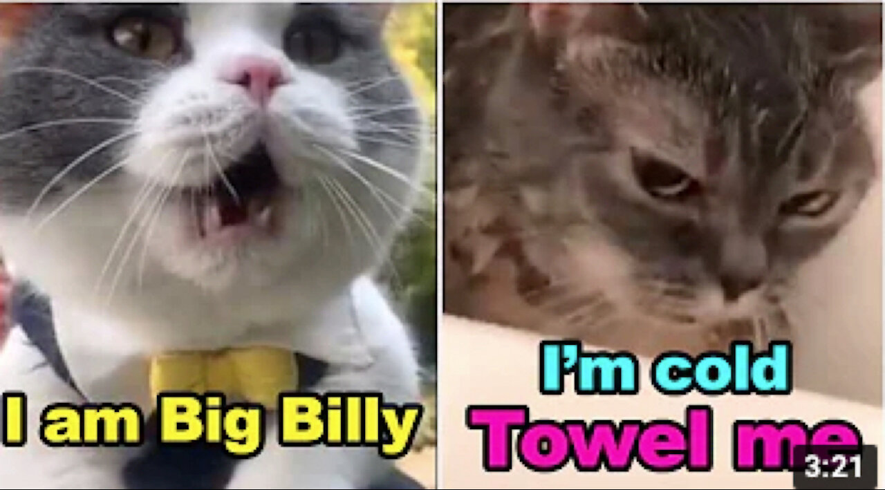 😹 Talking Cats! Hilarious cats talking, you won't believe it! 😹