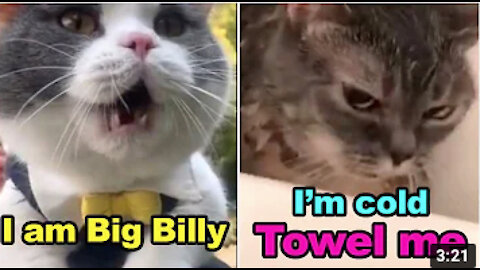 😹 Talking Cats! Hilarious cats talking, you won't believe it! 😹