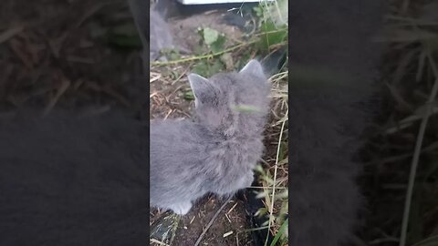 Nibble Nomming the Greens