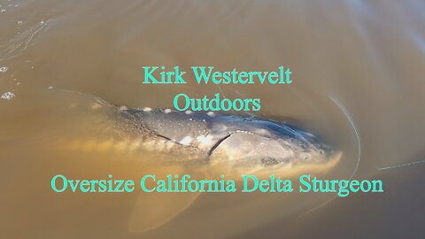 Oversize California Delta Sturgeon