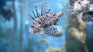 Lionfish are invading Southwest Florida