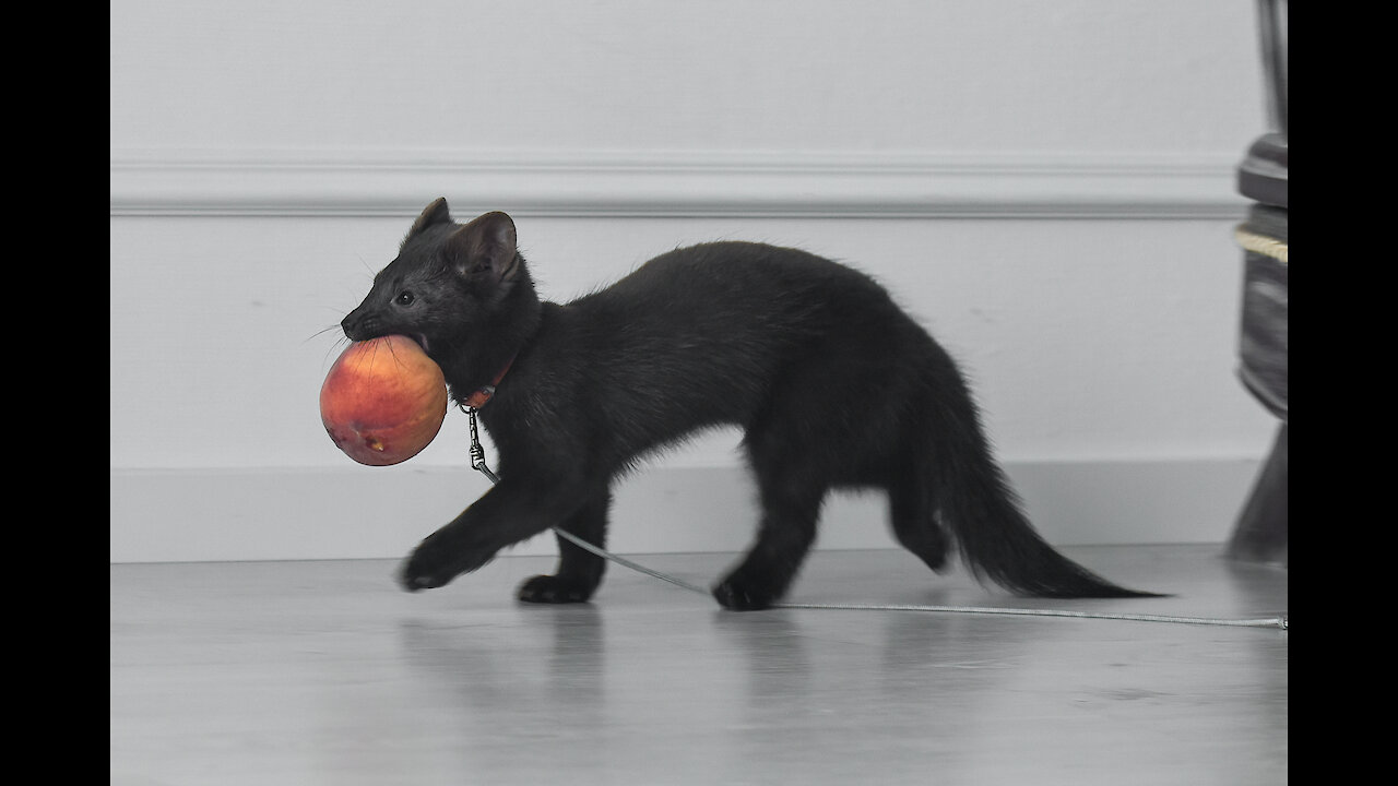 Sable (marten) Buddy trying to get into the cupboard but failing