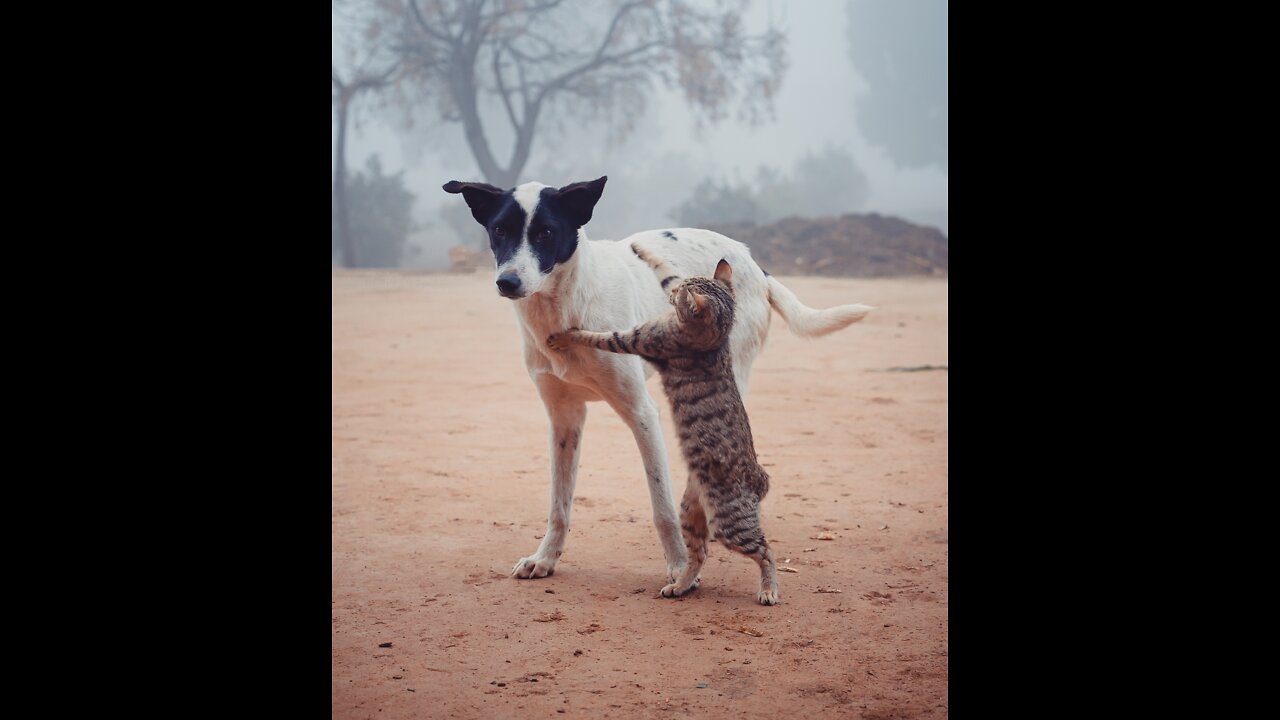 Silly cats and dogs just clowning around in everyday life