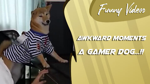 A Gamer Dog - Awkward Moment