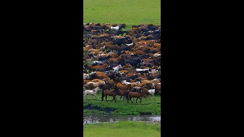A group of horses