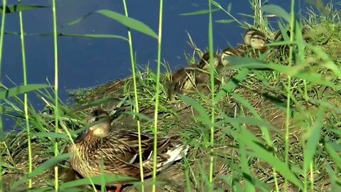 Women help baby Duck and egg at river
