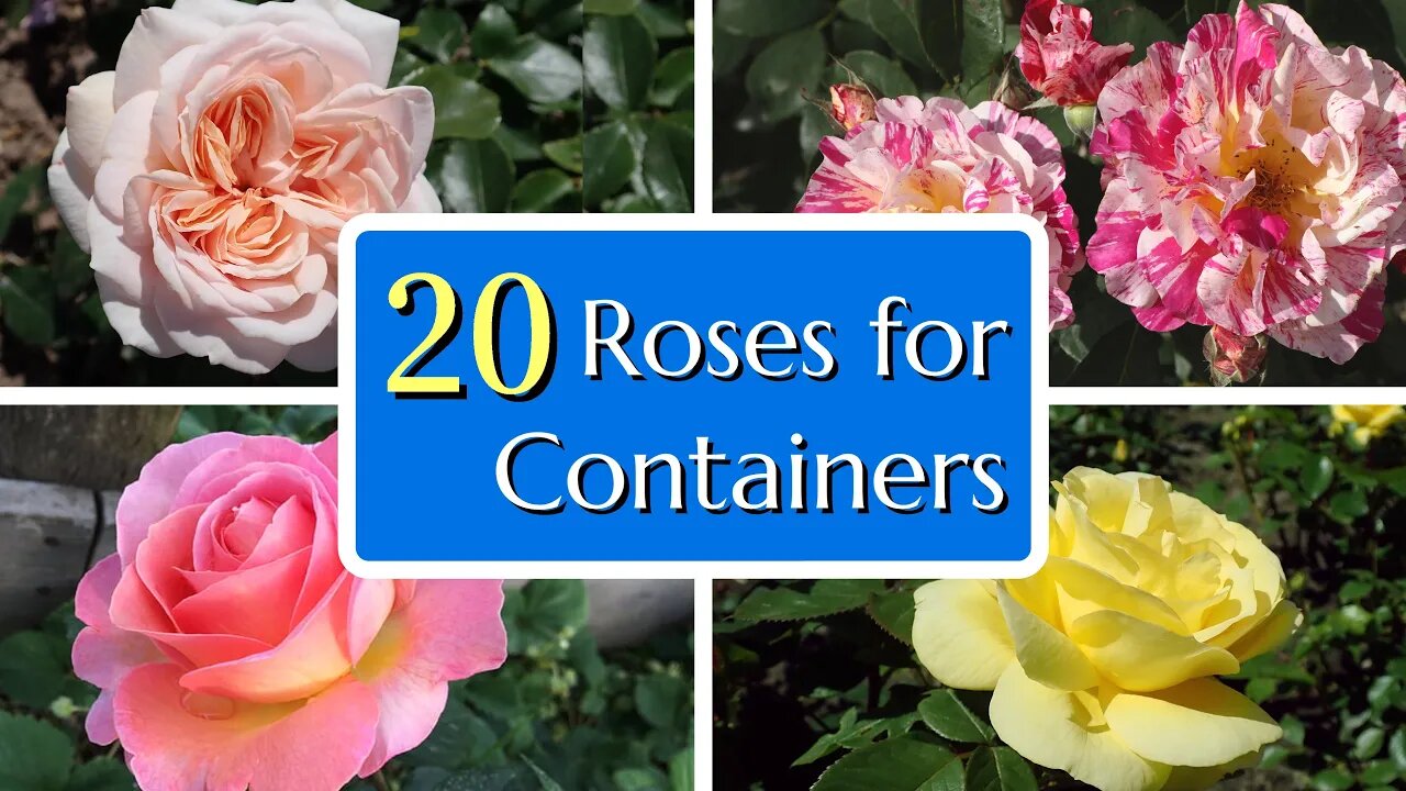 20 Great Roses for Containers