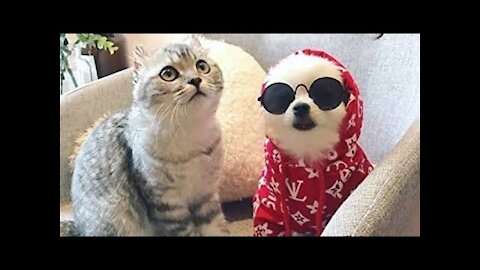 super funny kittens and dogs videos...goodvibes😂