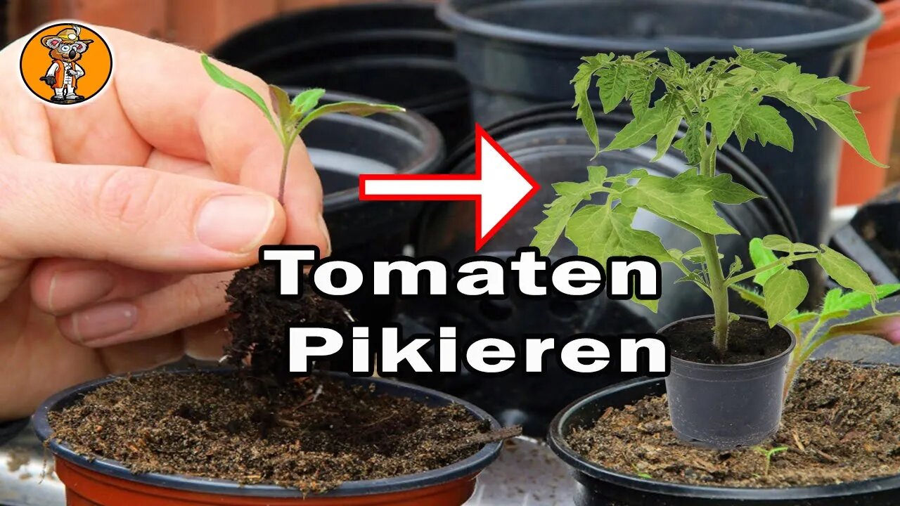 So bekommst du kräftige Tomaten: 3 Konkrete Tipps