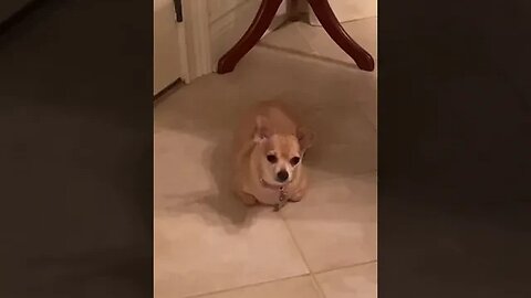 When You’ve Been Raised By Cats tiktok idkseeyouagain