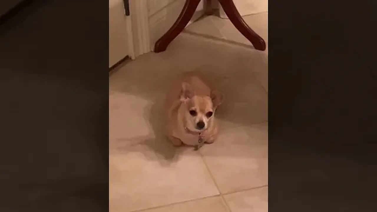 When You’ve Been Raised By Cats tiktok idkseeyouagain