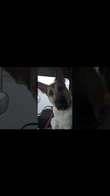 Over dramatic German Shepherd