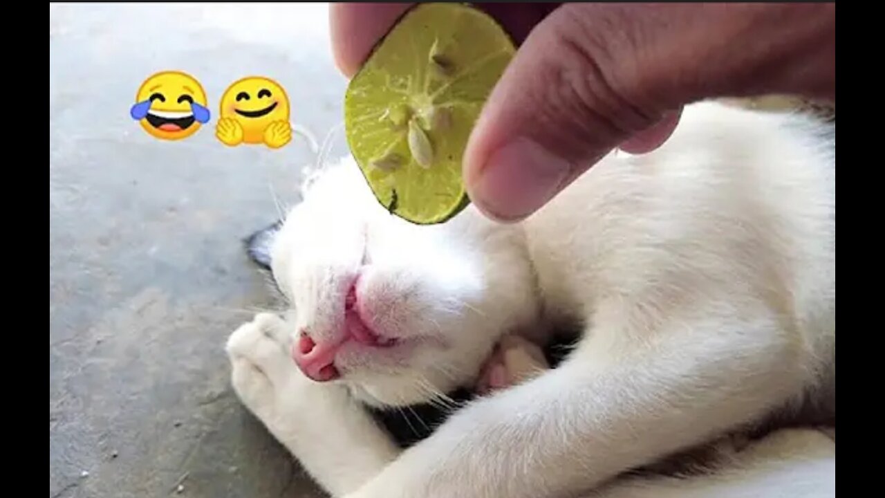 Funny Cats And Dogs 😺😸Part 1