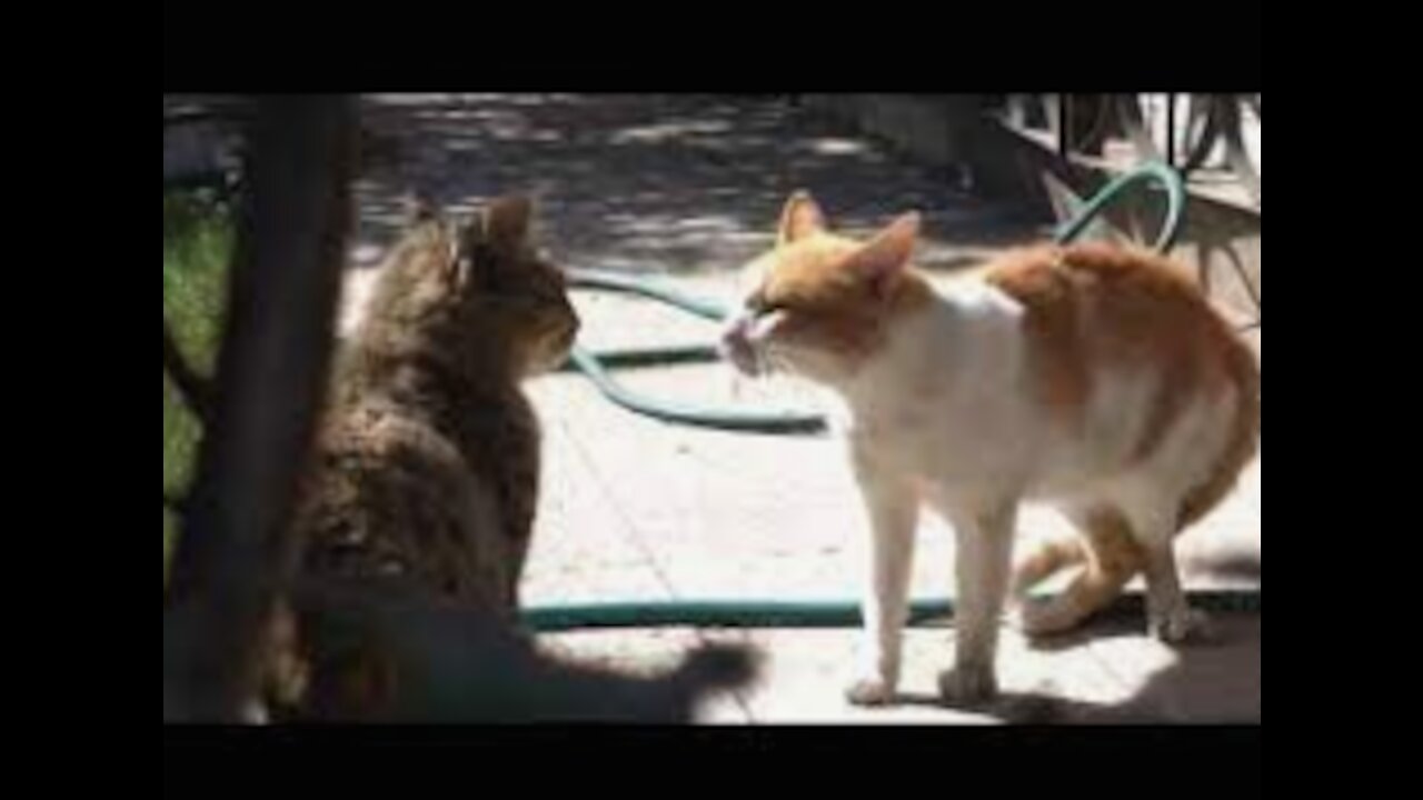 Cats talking ! Thes cats Can Speak English Better Than Human